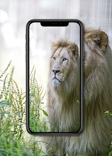 Download White Lion Wallpapers Free for Android - White Lion Wallpapers APK  Download 