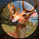 Wild Shooting Hunter： Sniper Range icon