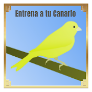 Entrena a tu Canario Mejores Cantos del Canario