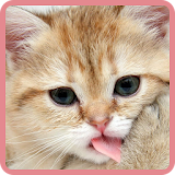 Cute Cats Wallpapers icon