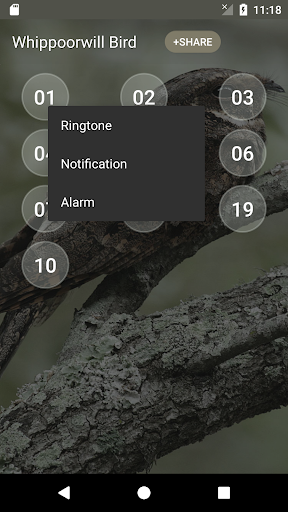 Whippoorwill bird sounds Screen 2