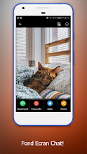 Fond Ecran Chat Image De Chat Image De Chaton Applications Sur Google Play
