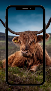 Highland Cow Wallpaper