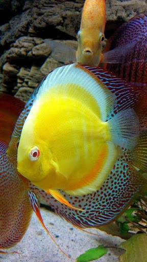 Fish Video Wallpaper 4K