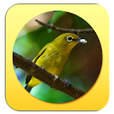 Pleci Birdsound :Zosterops icon