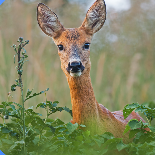 Deer Sounds 2022 for PC / Mac / Windows 11,10,8,7 Free Download