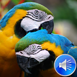 Parrots Bird Sounds Ringtones icon