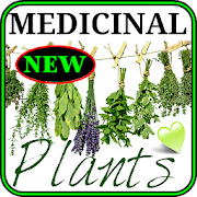 Remedies with medicinal plants. Medicinal plants
