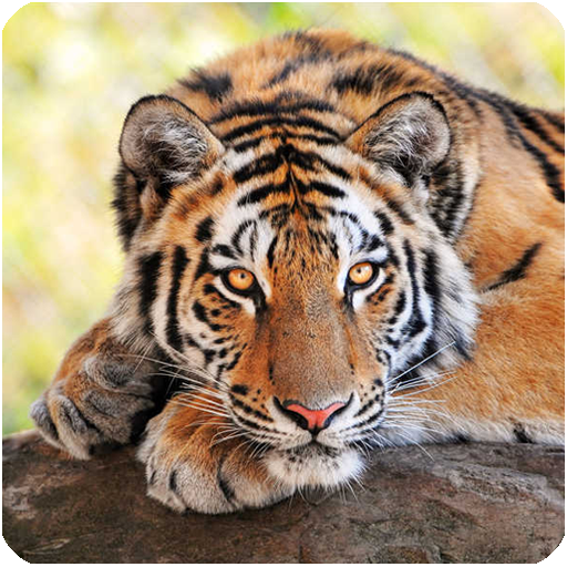 Tigres fondo de pantalla logo