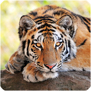 Tigres bonitos para enviar y fondo de pantalla