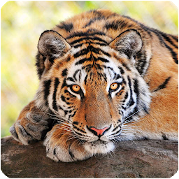 Icon image Tigres fondo de pantalla