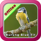 Kicau Burung Blue Tit icon