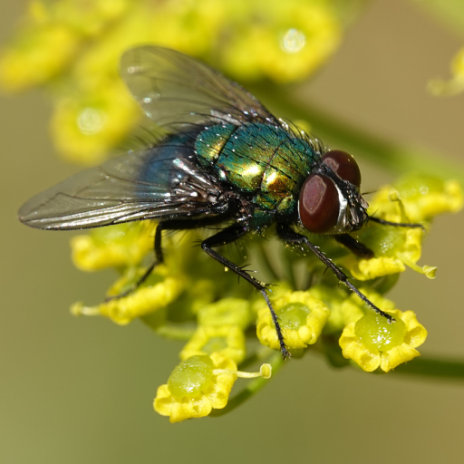 Fly sounds logo