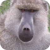 Baboon Wallpapers icon
