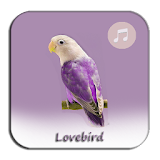 Lovebird Best World icon