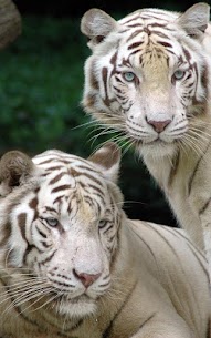 Tiger Live Wallpaper For PC 2