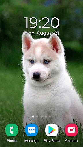 Husky Dog Wallpaper 2024 Screen 2