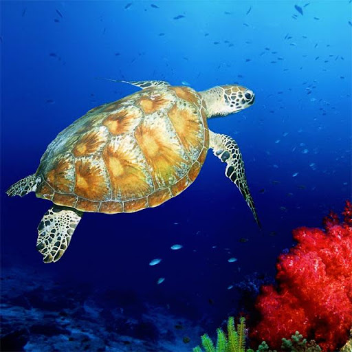 Turtles Jigsaw Puzzles Screen 3