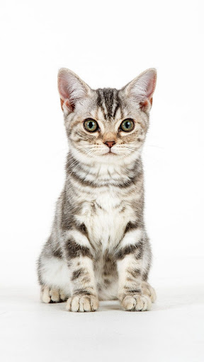American Shorthair Wallpapers Screen 2