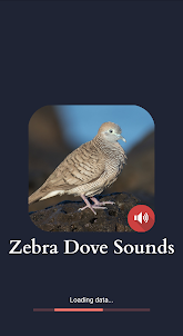 Zebra Dove Sounds