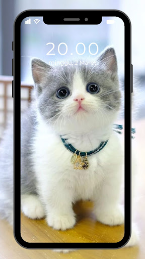 Android application Wallpaper Kucing Lucu screenshort