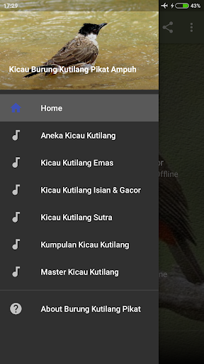 Android application Kicau Burung Kutilang Pikat screenshort