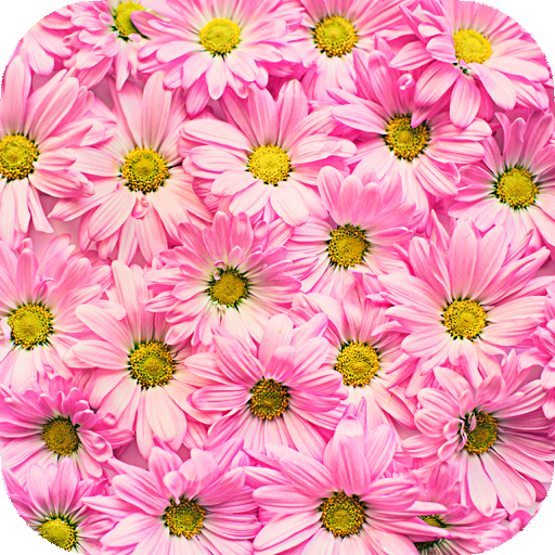 Spring Wallpaper logo