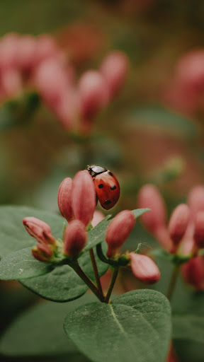 Ladybug Wallpaper Screen 3