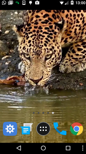 leopard video live wallpaper Screen 2