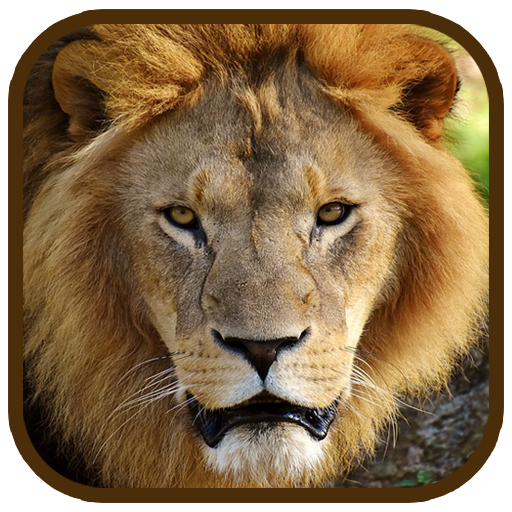 Animal Images App logo