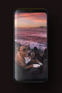 Dog Wallpaper HD, GIF