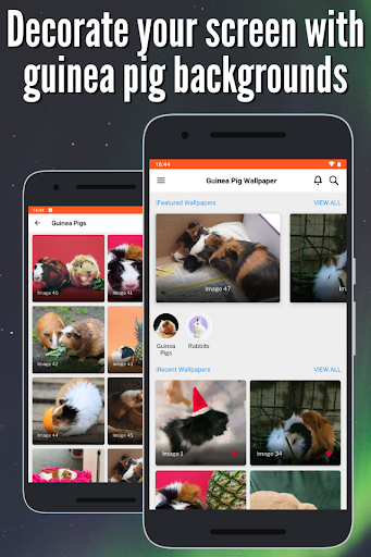 Guinea Pig Wallpaper Full HD