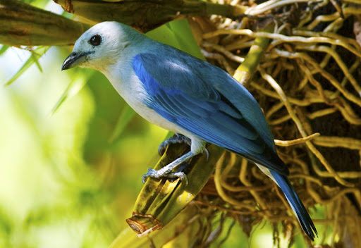 Canto Sanhaço Azul Screen 2