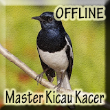 Master Burung Kacer Juara icon