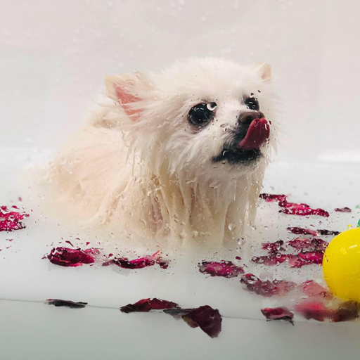 Cycle Pets logo