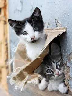 Jigsaw puzzle - cute cats - Screenshot 4