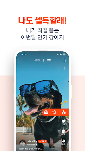 셀레브리독 - 강아지 대표 숏폼 SNS Screen 3