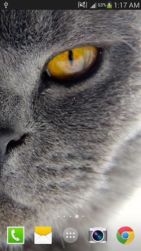 Cat Live Wallpaper Screen 2