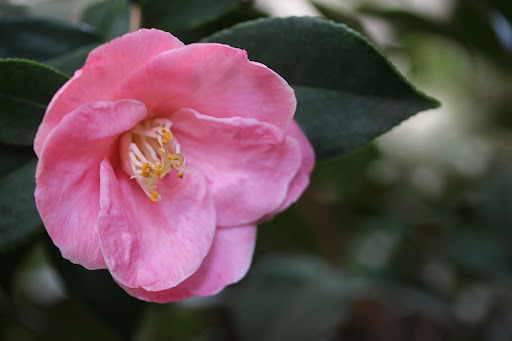 Android application Camellia Flower Wallpapers screenshort