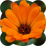 Jigsaw puzzles. Flowers icon