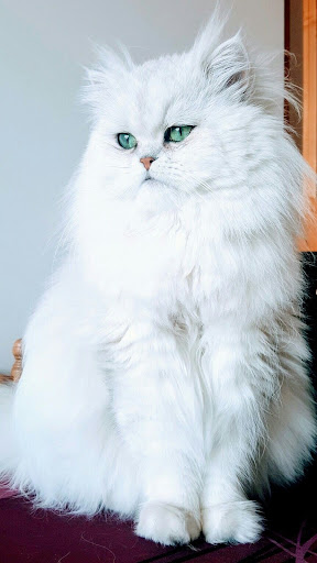 Persian Cat Wallpapers Screen 3