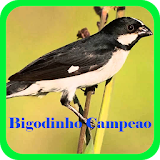 Bigodinho Campeao Offline icon