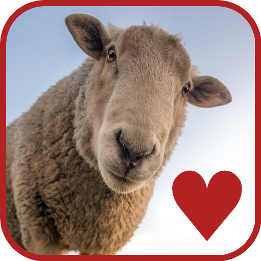 Cute Sheep - Funny Wallpapers 1.0 Icon