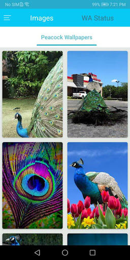 Android application Peacock Feather Wallpaper screenshort