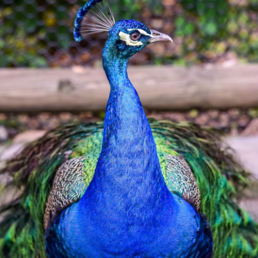 Peafowl Bird Sounds logo