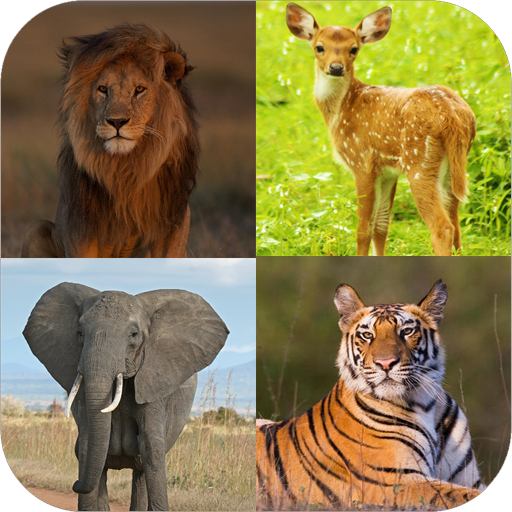 Learn Animals Name and Sound logo