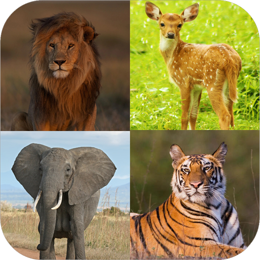 Download Learn Animals Name and Sound (6).apk for Android 