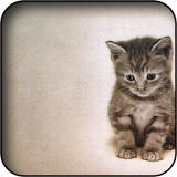 Kitten 3d wallpapers icon