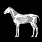 Cover Image of Baixar 3D Horse Anatomy  APK