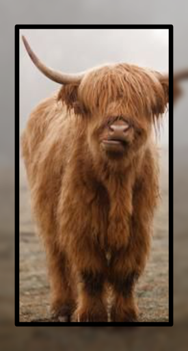 Baby Cow Wallpaper Cute